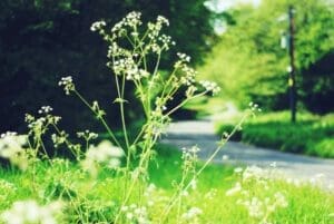 Weed Control SE Calgary