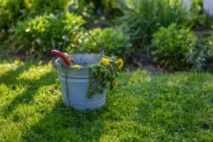 Weed Control SW Calgary