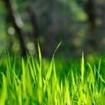 Compare Green Lawn weed control Fertilizing services Compare packages Calgary Airdrie Cochrane. Green Drop Yard Dawgs HomeTurf Greener Grass WeedMan #1 for Weed Control