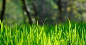 Compare Green Lawn weed control Fertilizing services Compare packages Calgary Airdrie Cochrane. Green Drop Yard Dawgs HomeTurf Greener Grass WeedMan #1 for Weed Control